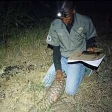 Ranger tagging pangolin at night