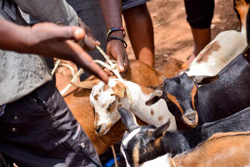 30 goats to 30 Women of rural Balawoli