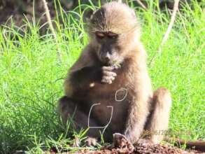 Themba was bitten by dogs, but saved by Preggo