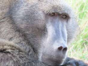 CT2 troop leader - Nomquin