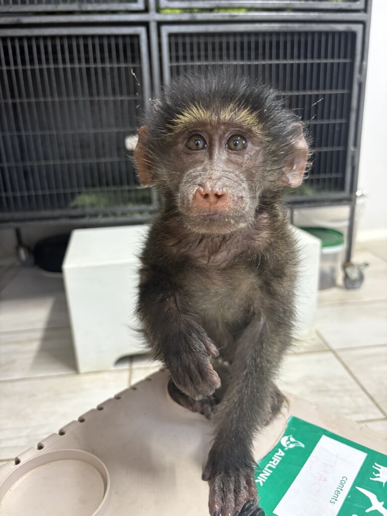 Orphaned juvenile female - successfully integrated