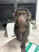 Orphaned juvenile female - successfully integrated