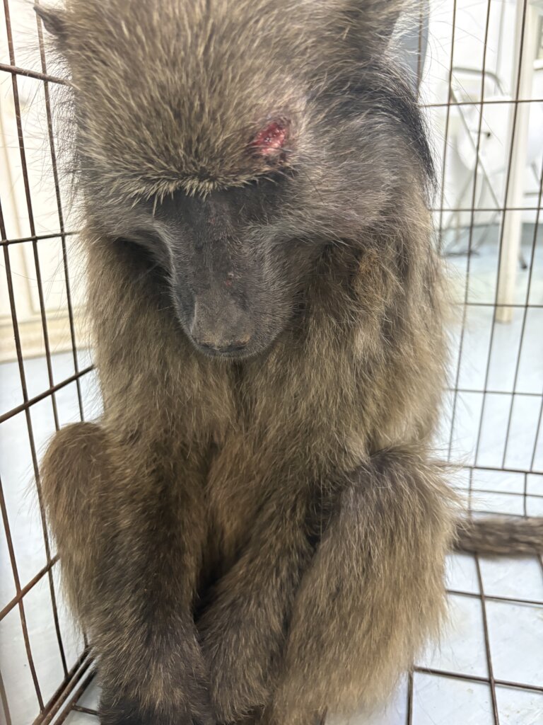 Sadly our latest intervention end in euthanasia