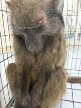 Sadly our latest intervention end in euthanasia