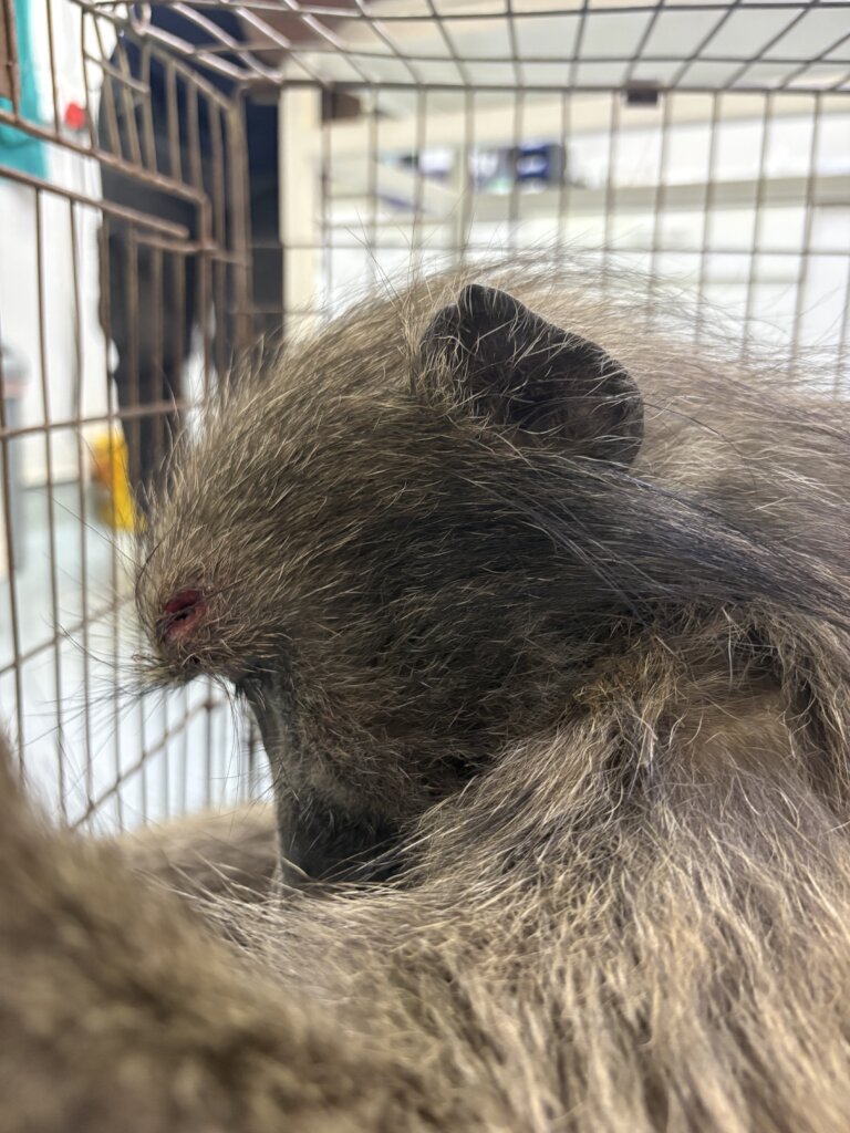A head trauma caused blindness for this girl