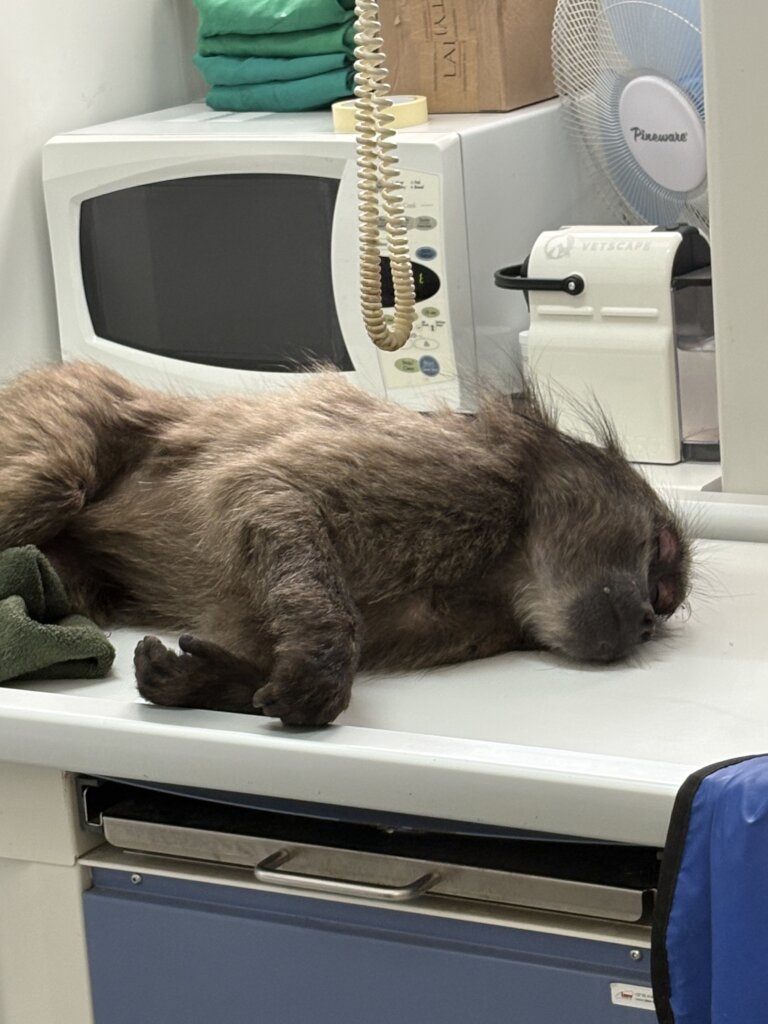 X-rays did not revealed the cause of the trauma.