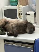 X-rays did not revealed the cause of the trauma.