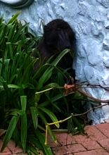 Critically ill male baboon