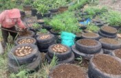 Village Seeds for 500 women-farmers