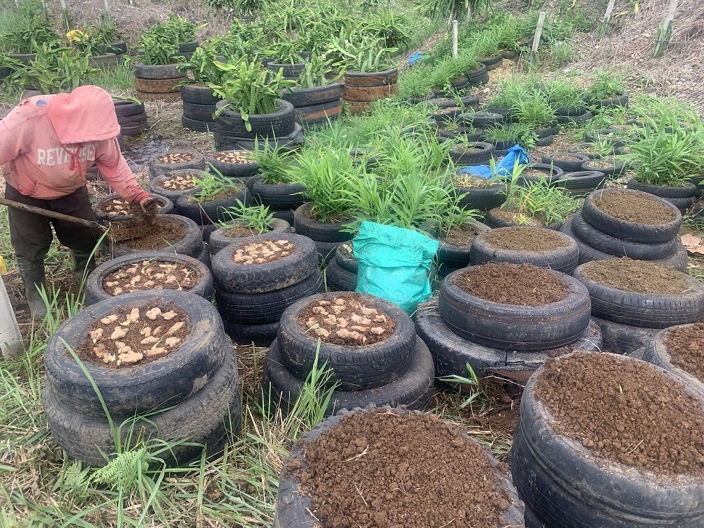Village Seeds for 500 women-farmers