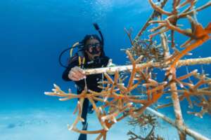 Diver maintaining coral nursery