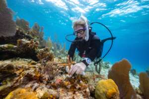 Diver outplanting nursery coral to reef
