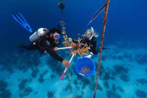 Diver collecting nursery corals to be outplanted