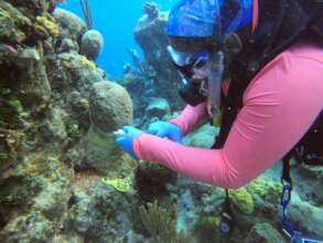 Training Bahamas Government staff to treat corals