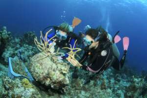 Replanting critically endangered corals to reefs