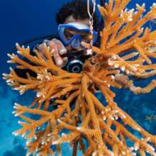 Maintaining an underwater coral nursery