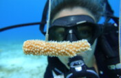 Emergency Response to the Caribbean Coral Crisis