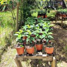 The nursery the community planted