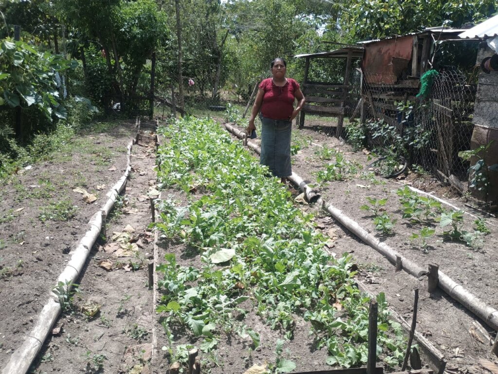 Garden harvest