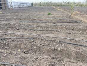 Vegetable garden in need of water