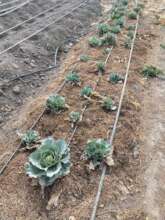 Drying Vegetables