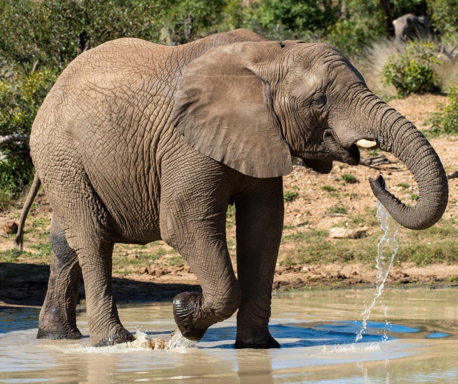 Help an Elephant, Help a Herd