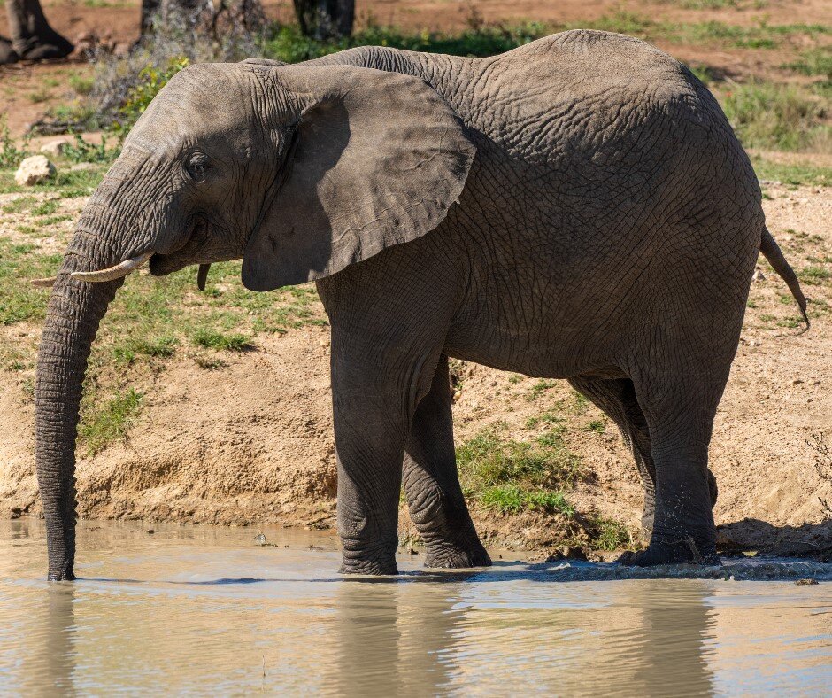 Help an Elephant, Help a Herd