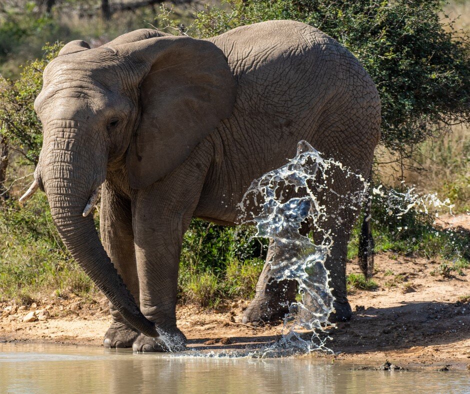 Help an Elephant, Help a Herd