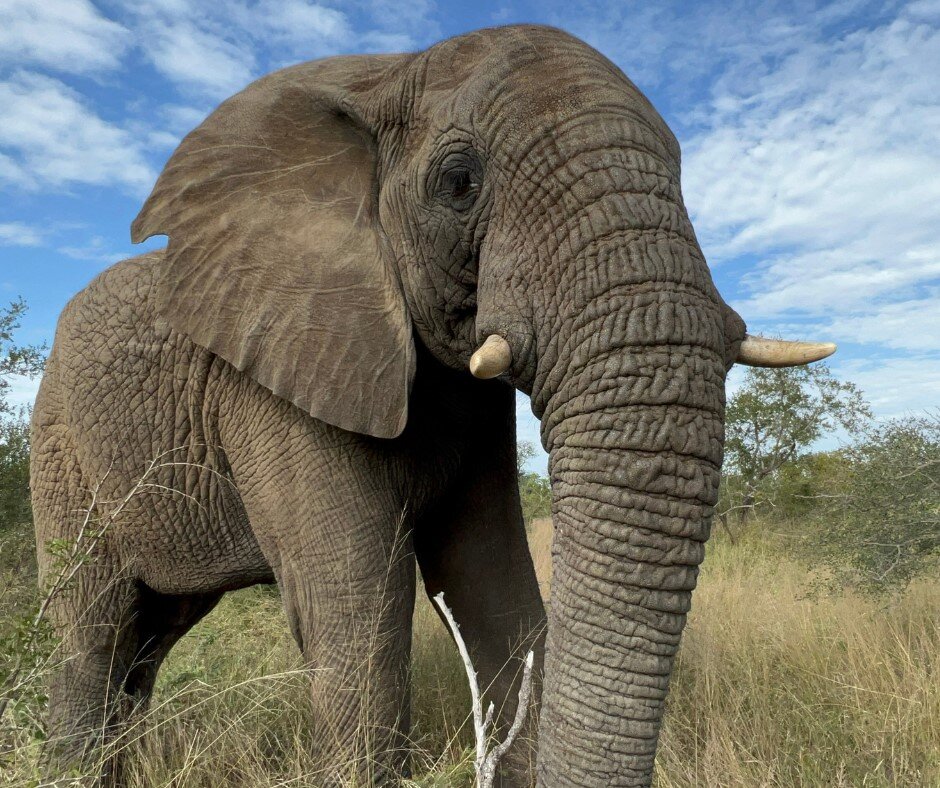 Help an Elephant, Help a Herd