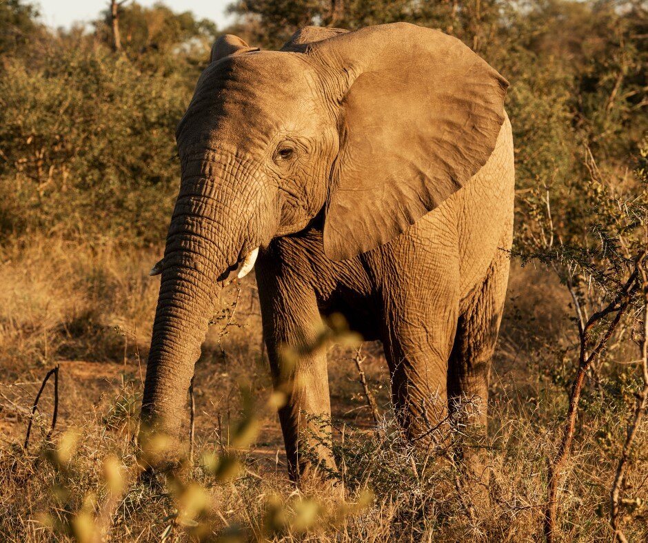 Help an Elephant, Help a Herd