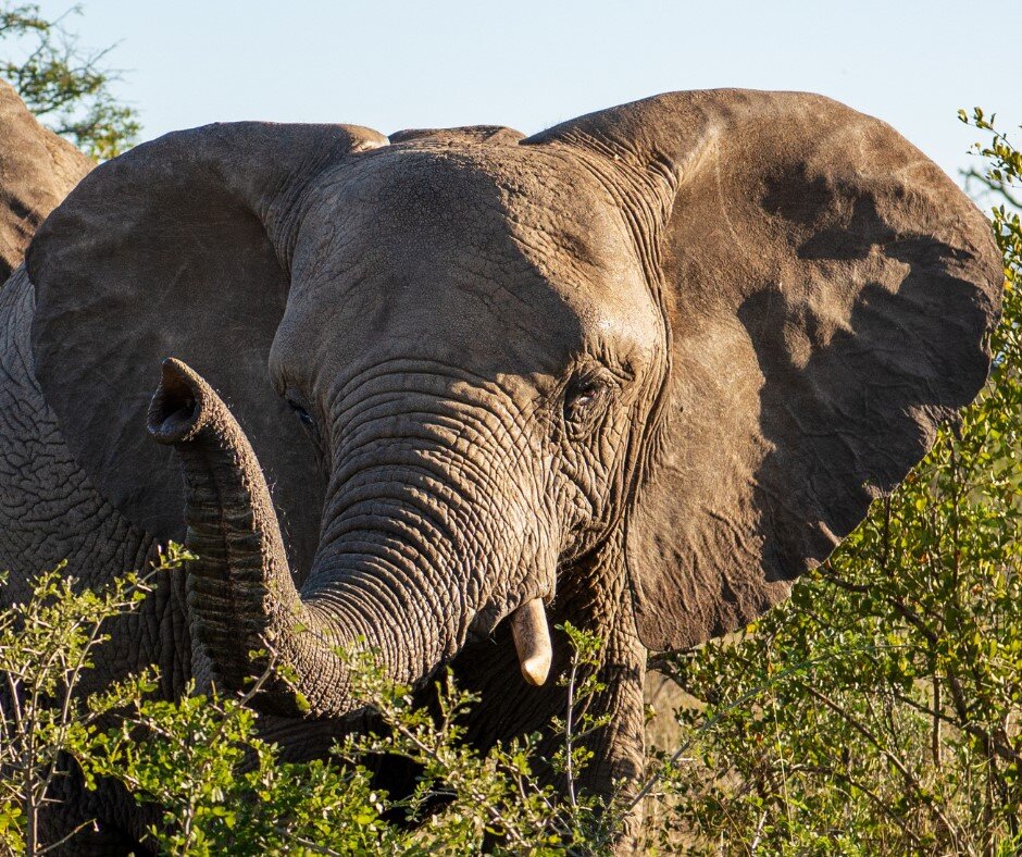 Help an Elephant, Help a Herd