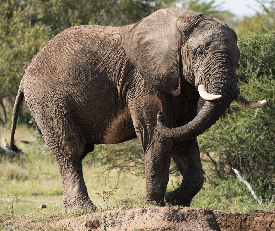 Help an Elephant, Help a Herd