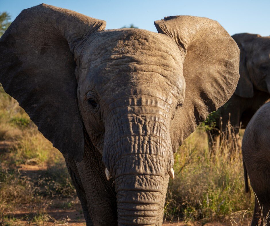 Help an Elephant, Help a Herd