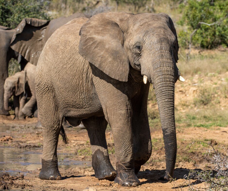 Help an Elephant, Help a Herd