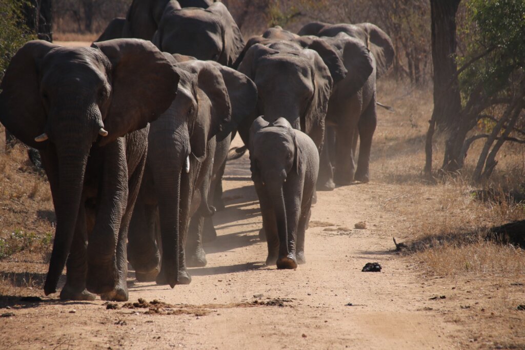 Help an Elephant, Help a Herd