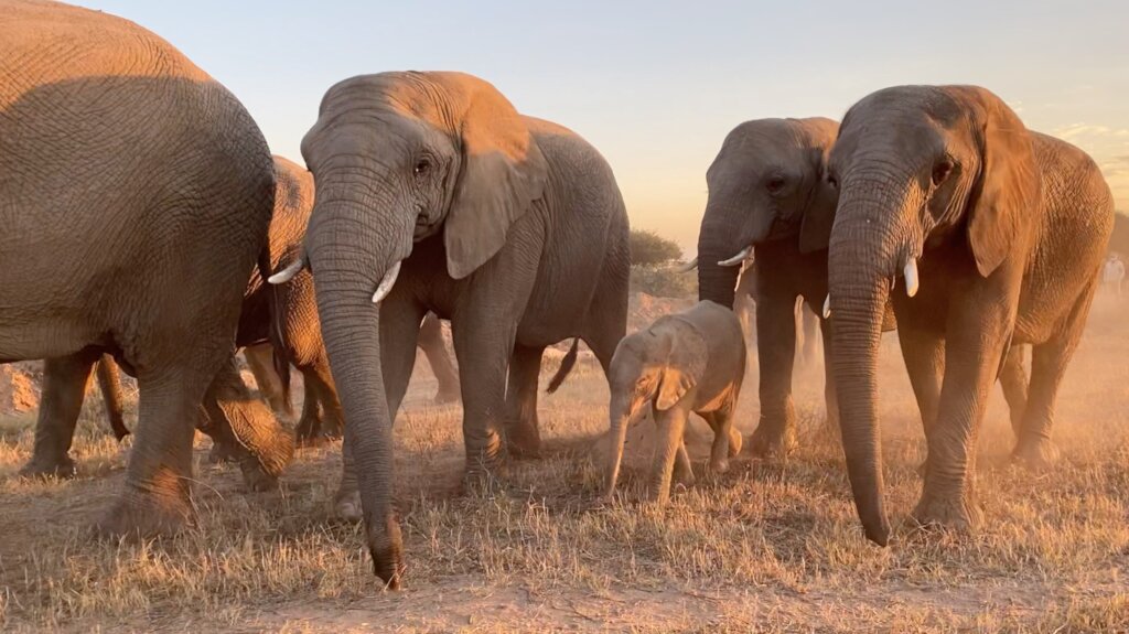 Help an Elephant, Help a Herd