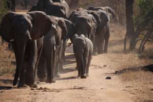 Timisa and Mambo ahead of the Herd