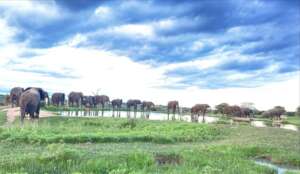 Elephants walking around the dam