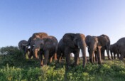 Help an Elephant, Help a Herd