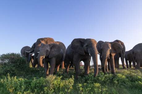 Help an Elephant, Help a Herd