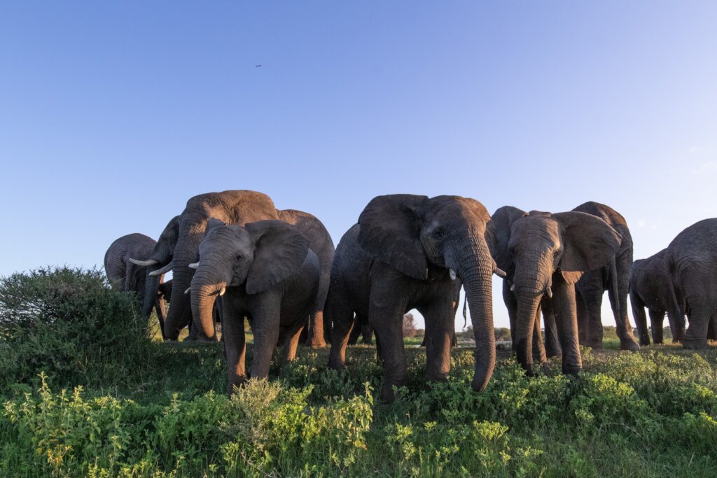 Help an Elephant, Help a Herd