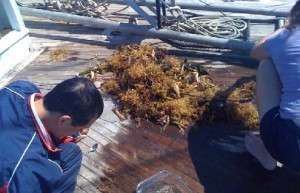 Collecting Krill