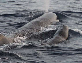 Mother and Baby Sperm Whale