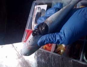 Oil gushing out of fish