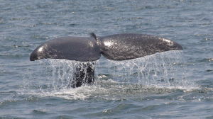 Sperm Whale Fluke