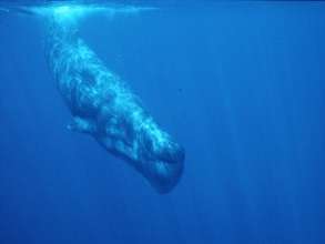 Sperm Whale