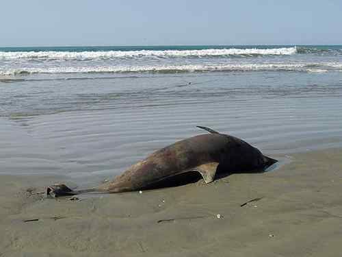 Gulf Marine Mammal Research & Rescue Mission