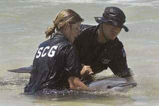 Gulf Marine Mammal Research & Rescue Mission