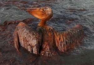 Oil Covered Pelican