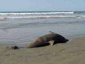 Dead Dolphin on Gulf Beach